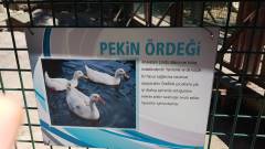 Evrensel Kolej